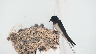 Swallows getting fed in nest [upl. by Jacqui]