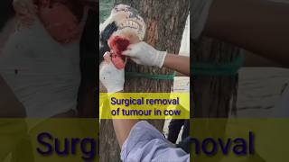 Surgical removal of tumour in cow Dr alok vet club [upl. by Etaner733]