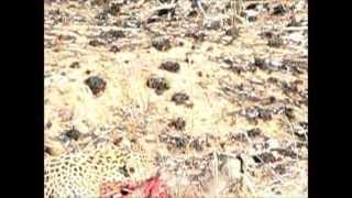 Leopard Kills Warthog Brutal [upl. by Kurt]