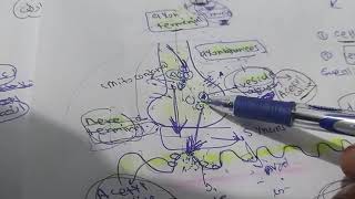 properties of neuromuscular transmission [upl. by Hareema]