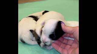 Coton de Tulear Puppies For Sale China 81324 [upl. by Sawyer]