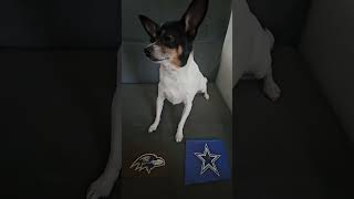 Ravens vs Cowboys nfl nflpredictions nflfootball week3 baltimoreravens dallascowboys dog [upl. by Aicenaj10]