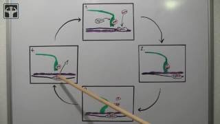 Gleitfilamenttheorie Teil 2  Warum exzentrisch mehr Kraft als konzentrisch  Querbrückenzyklus [upl. by Itsim]