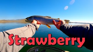 Late Summer Fly Fishing on Strawberry Reservoir [upl. by Ahsinut618]