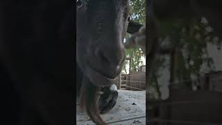 Billy gets giddy for apples farmlife billythegoat animalsanctuary [upl. by Knudson]