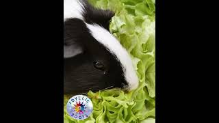 guineapigsoundWheekingpurringChuttingRumblingteeth chatteringWhiningcabbageoutofgarden [upl. by Lohcin]