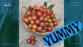 Rambutan Picking [upl. by Other]