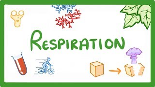 GCSE Biology  Respiration 21 [upl. by Schlessinger]