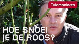 De roos snoeien in het voorjaar hoe doe je dat  Tuinmanieren [upl. by Adelheid]