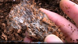 How to Grow Your Own Mycorrhizal Fungi in Chicken Manure and Wood Shavings [upl. by Aicirtac]