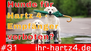 Hunde für Hartz 4Empfänger verboten  ihrhartz4de 31 [upl. by Wenda]