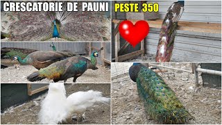 🦚 Cea mai MARE CRESCĂTORIE de PĂUNI din zona MOLDOVEI la BÂRLAD ❗Aproape 400 de păuni  part 1 🦚❤ [upl. by Neibart]