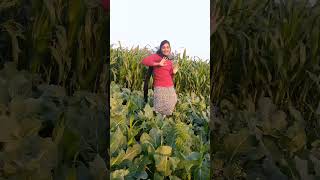 Tohar Dono indicator  तोहर दोनो इंडिकेटर  bhojpuri bhojpurisong dance [upl. by Kennith]