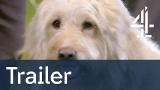 TRAILER Scruffts Britains Favourite Dog  Wednesday 8pm  Channel 4 [upl. by Lovich215]