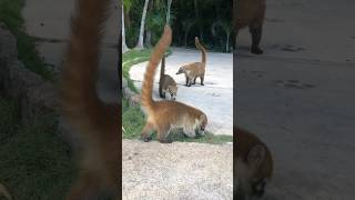 🇲🇽 WILDLIFE at Grand Sirenis Riviera Maya amp Spa TravelWorldExperiences travel animals shorts [upl. by Ruhtracam]