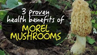 3 Proven Health Benefits Of Morel Mushrooms [upl. by Kerri]