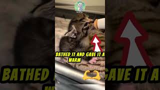 The story of a baby lynx lost in the fores petstory animals pet petstorytelling mypetstory cat [upl. by Buchanan560]