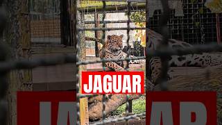 KEBUN BINATANG VIRTUAL HEWAN LIAR animals jaguar [upl. by Abagail]