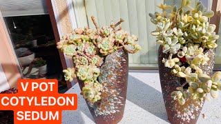 REPOTTING V POT COTYLEDON SEDUM CLAVATUM PINK MOONSTONE  TRỒNG SEN ĐÁ SỎI TRONG CHẬU CHỮ V [upl. by Hsirrap290]