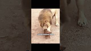 Lion and puppy friendship shortvideo dog cute lion [upl. by Thetos176]