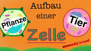 Aufbau einer Zelle  Bestandteile von Tierzellen und Planzenzellen  Funktionen lernen [upl. by Arie]