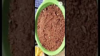 Planting Coriander amp Methi seeds plants seeds trending youtubeshorts waiting plantation home [upl. by Adnoyek261]