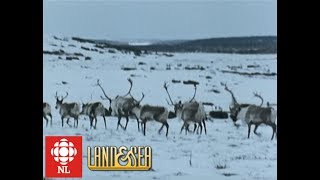 Land amp Sea Mushuau Innu learn to hunt caribou in Labrador [upl. by Nodnelg]