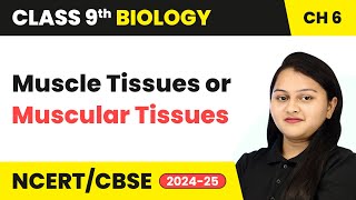 Muscle Tissues or Muscular Tissues  Tissues  Class 9 Biology Chapter 6  CBSE 202425 [upl. by Dorkus130]