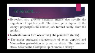 Gastrulation in Chick [upl. by Zach]