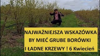 O czym trzeba pamiętać wiosną by mieć piękne grube owoce Borówki i ładne krzewy [upl. by Darill]