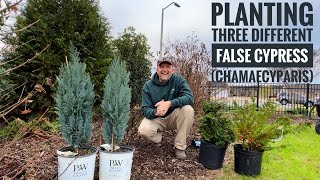 Conifer Kings Discover 3 Stunning Chamaecyparis Varieties  False Cypress Pt 1 [upl. by Ffoeg]