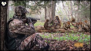 How Farmers Deal With Millions Of Invasive Baboons  Farming Documentary [upl. by Stepha]