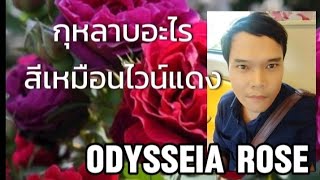 EP 81 odysseia กุหลาบไวน์แดง [upl. by Garin]