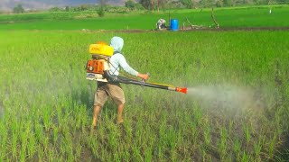 Fumigando Arroz con mochila fumigadora a motor STIHL SR 420 [upl. by Gaylord]