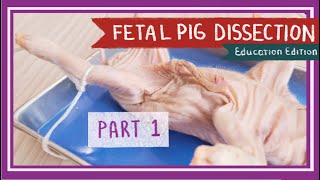 Fetal Pig Dissection Part 1 Mouth amp Abdominal Cavity  Pearls Before Swine EDU [upl. by Annoyek987]