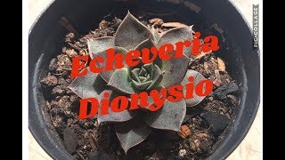 Echeveria dionysio [upl. by Eckmann]