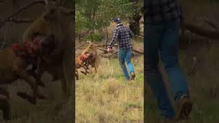 Pet Parent Rescues Pup From Kangaroo Fight [upl. by Esoj]