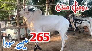 domail mandi 2024 latest update ll Taxila mandi ll Jamil tv ll [upl. by Odlauso42]