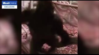 Exclusive Silverback Gorilla Kumbuka attacks his enclosure before he escapes London Zoo [upl. by Syst461]