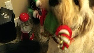 ELF ON THE SHELF dog attack [upl. by Iat]