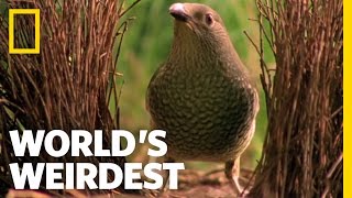 Bowerbird Woos Female with Ring  Worlds Weirdest [upl. by Oicneserc890]