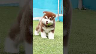 Alaskan malamute is fluffiest dog breed [upl. by Ymmik23]