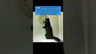 Meong gak sabar ini cat meongcantik funny meonglucu memes meongemes meonghitam [upl. by Enilorac]