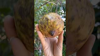 Fresh cutting Pomegranate on the treefruitcutting [upl. by Baum130]