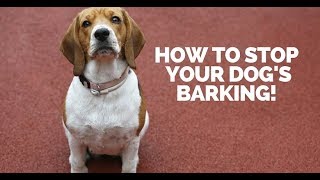 How to Stop Your Dogs Barking [upl. by Jessica]