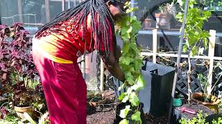 Repotting the grape vines [upl. by Hoffer52]