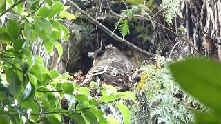 Spotbellied EagleOwl Bubo nipalensis blighi Sinharaja Sri Lanka 21 Febr 2014 34 [upl. by Yatnuahs481]