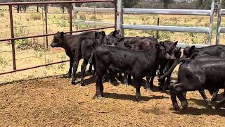 26 x 26 ANGUS FIRSTCALVERS AC COSIER  CALVES [upl. by Iolenta]