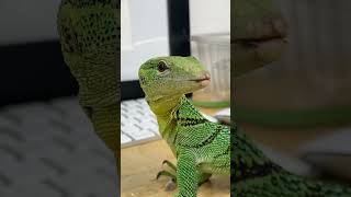 SKYDIVING LIZARD BASILS TAMING UPDATE [upl. by Eilahtan1]