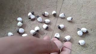 white colour guriginjawhite guriginja chettu seedsgurivinda ginjaluabrus seeds uses  vashikarana [upl. by Kier]